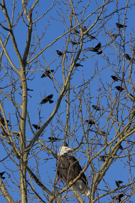 Bald Eagle And Red-Winged Blackbirds In Tree